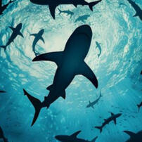 Sharks